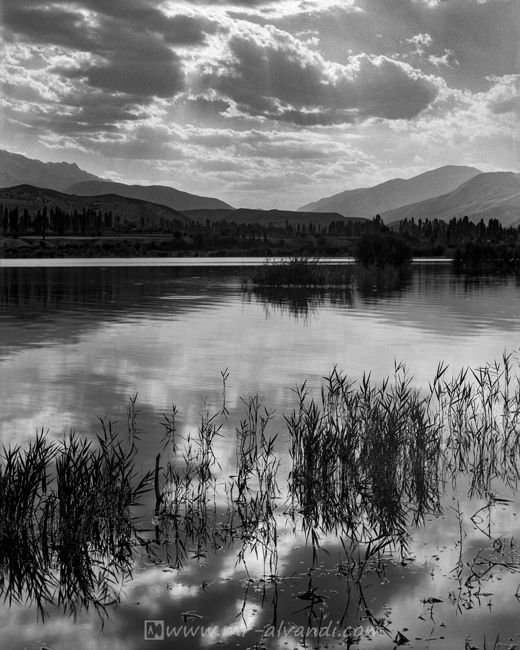Arjomand Lake reeds, نی زارهای روستای ارجمند
