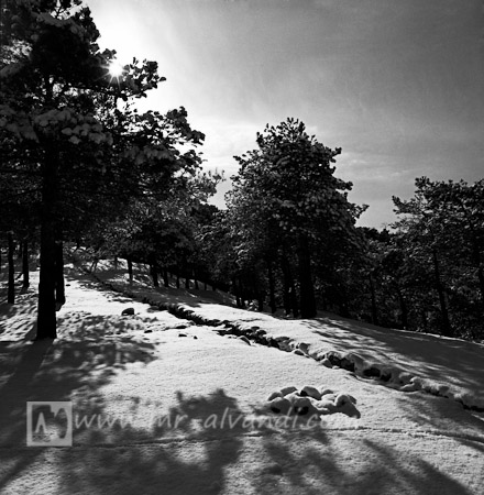 Black and white photo of Lavizan forest Park, عکسبرداری سیاه و سفید از پارک جنگلی لویزان