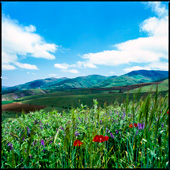 Beautiful spring flowers in Azerbaijan, Iran