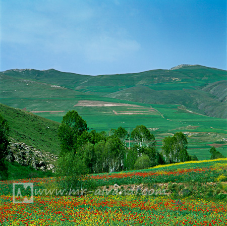Kaleibar, an ancient city with beautiful nature, کلیبر، شهری باستانی با طبیعتی زیبا Kaleibar and beautiful landscape of plain wildflowers, کلیبر و چشم انداز زیبا از دشت گلهای وحشی