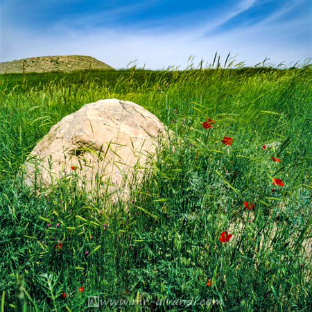 Kurdistan and Poppy flowers