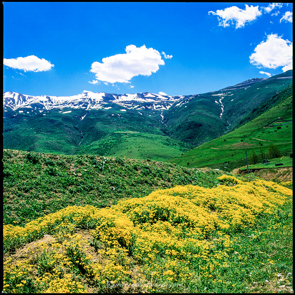 Yellow flowers in the mountains of Mazandaran