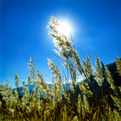 Shahrestanak and close-up image of the reeds