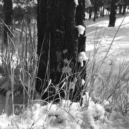 Lavizan forest park and pine tree trunk Lavizan forest park tree trunk